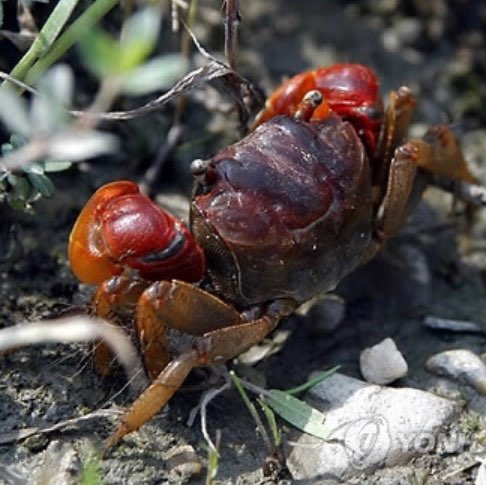 2019년 멸종위기 작은게 연구 프로젝트