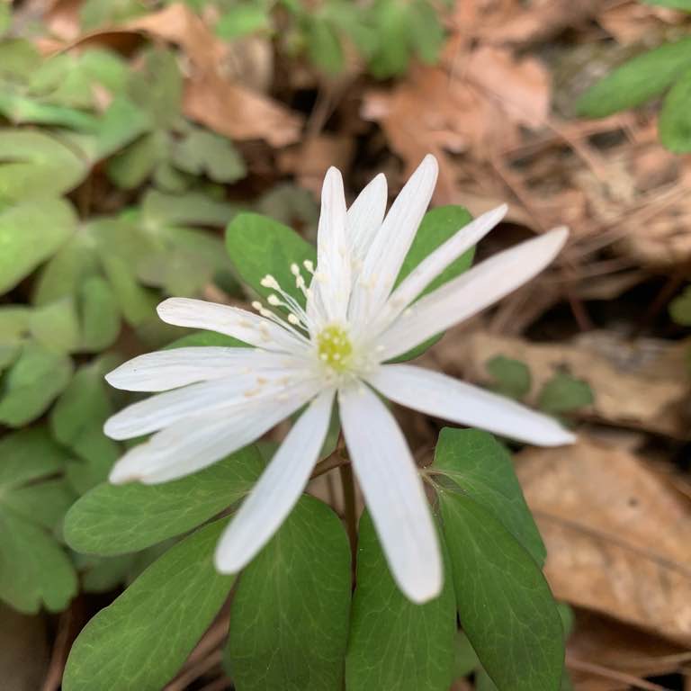 과천의 식물 찾기