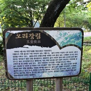 오리장림/보현산 일대의 식물