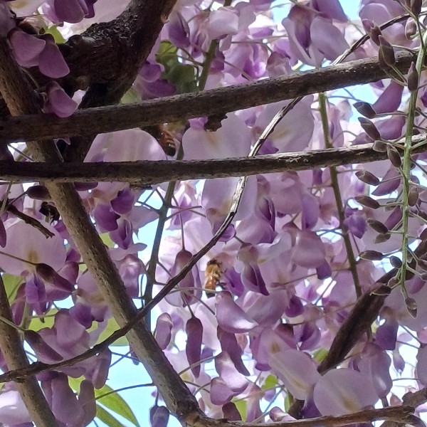 청년벌숲 꿀벌 지도