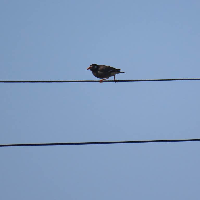 찌르레기과 모니터링