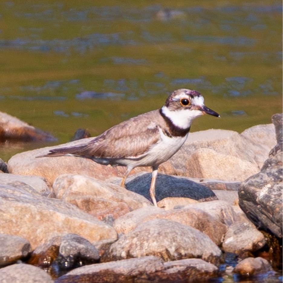 대전 유등천 조류 모니터링