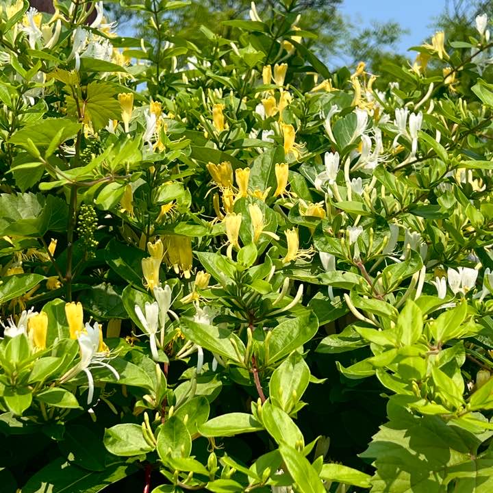 월드컵공원의 동식물