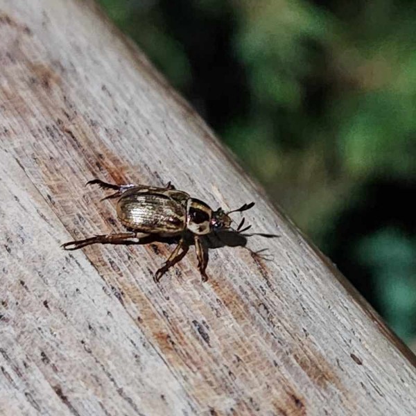 까치울역 부근 생물 모으기