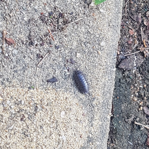 부천 곤충 모으기