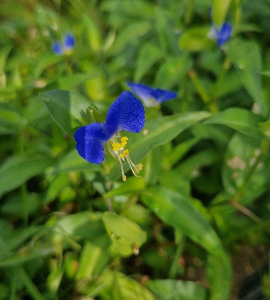 학교 식물 숲 탐구