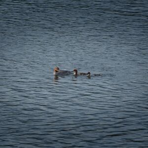 영월의새 - 동강둔치