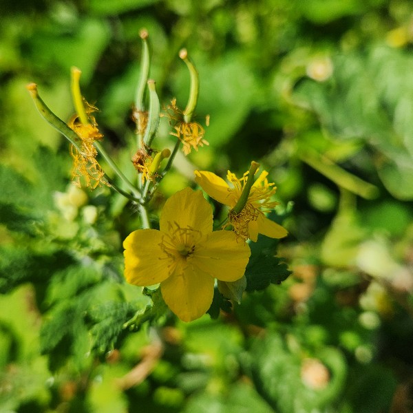 송산면 마을길 생물조사