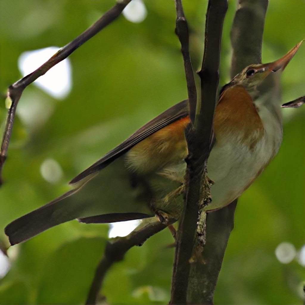 파주 삼릉의 생태
