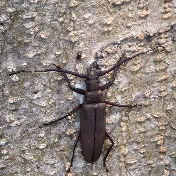 별별숲(8월이야기)