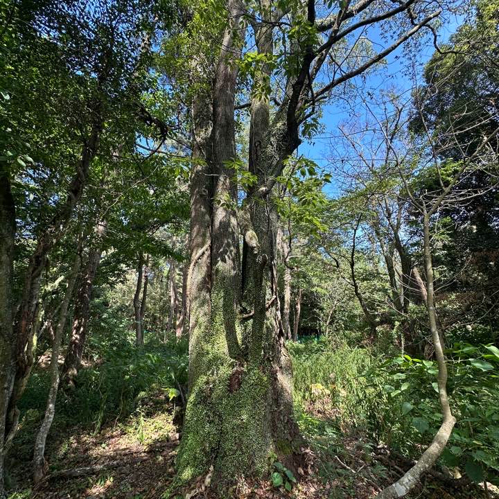 2025 저지곶자왈