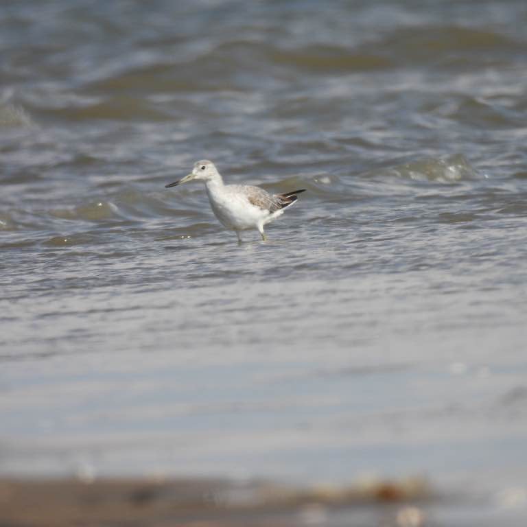 군산 서천 유부도의 조류