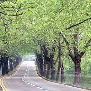 국립청주박물관의 나무들