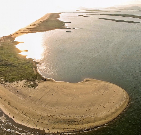 낙동강 하구 탐조활동