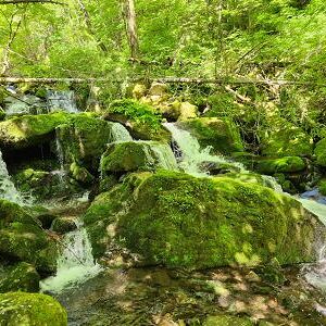 강원정선 가리왕산 지의류 관찰