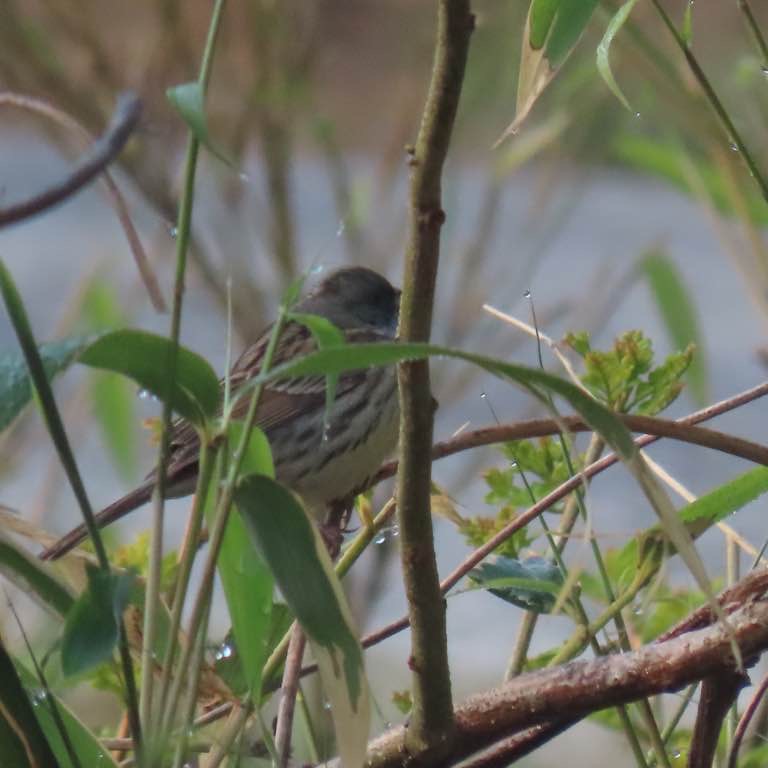 멧새과 모니터링
