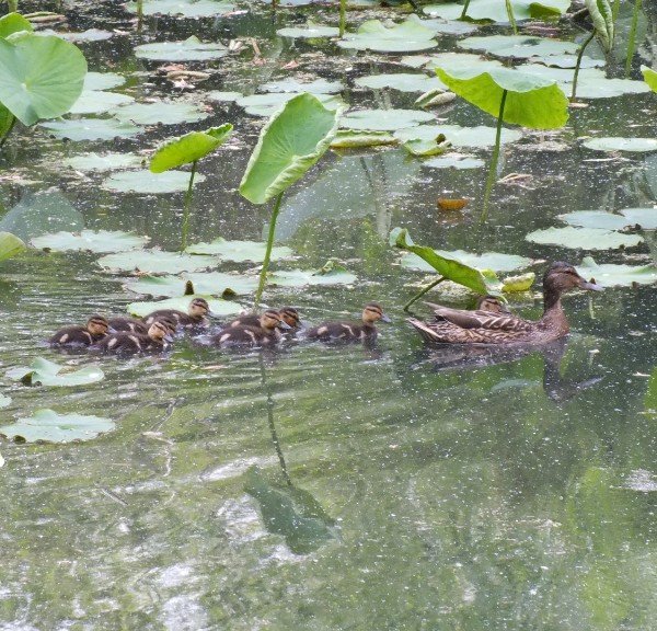 방이습지 생물기록