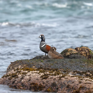 강원도 고성군에서 본 <새> 기록하기
