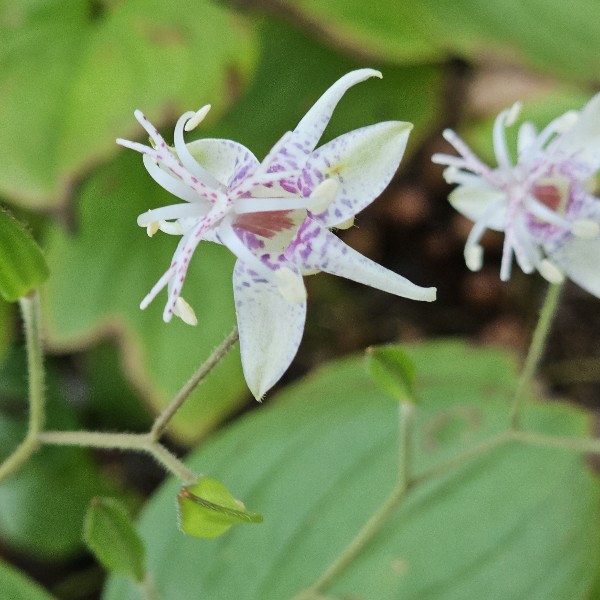 2025 유실수정원관리