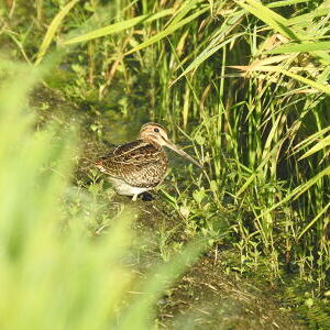 논에서 만나는 새들