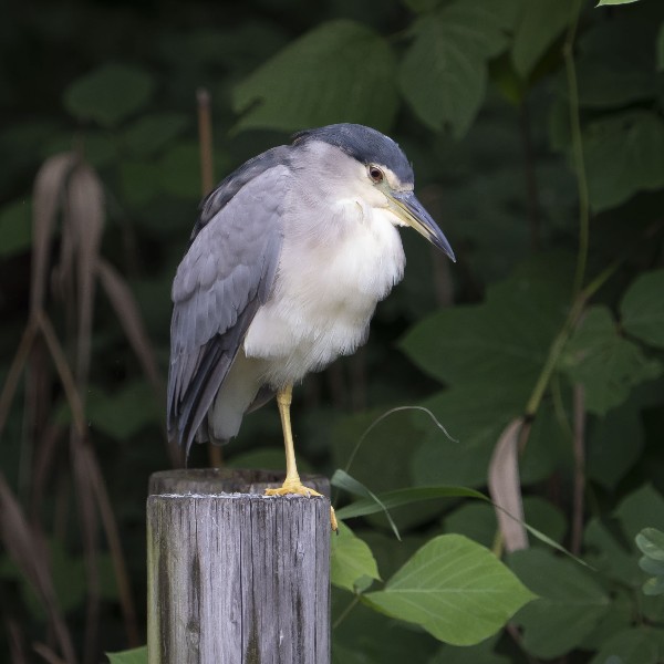 성남시 물새/산새 모니터링