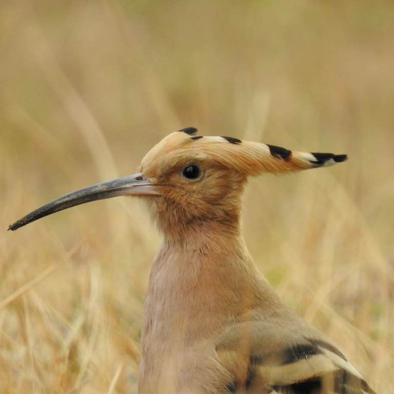 세종 생태 모니터링단