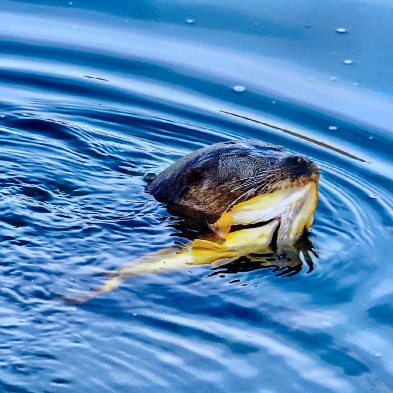 임천(엄천강) 멸종위기생물