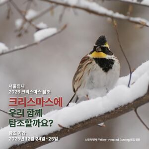 2025 크리스마스 탐조 | 2025 Christmas Birding