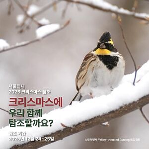 2025 크리스마스 탐조 | 2025 Christmas Birding