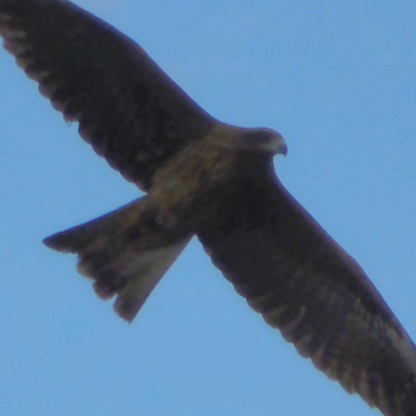 통영-거제의 새