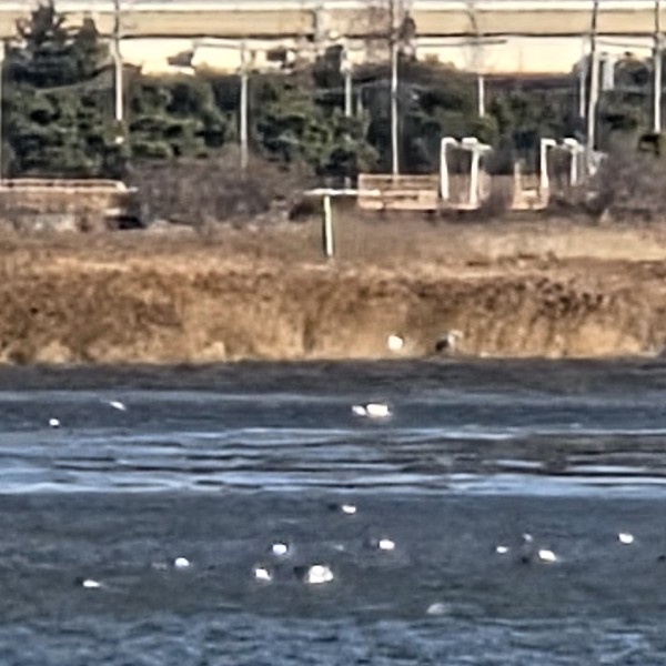 남쪽 바닷가 소리동네