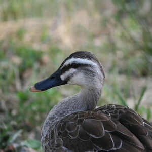 성남시의 조류 종 다양성 알아보기