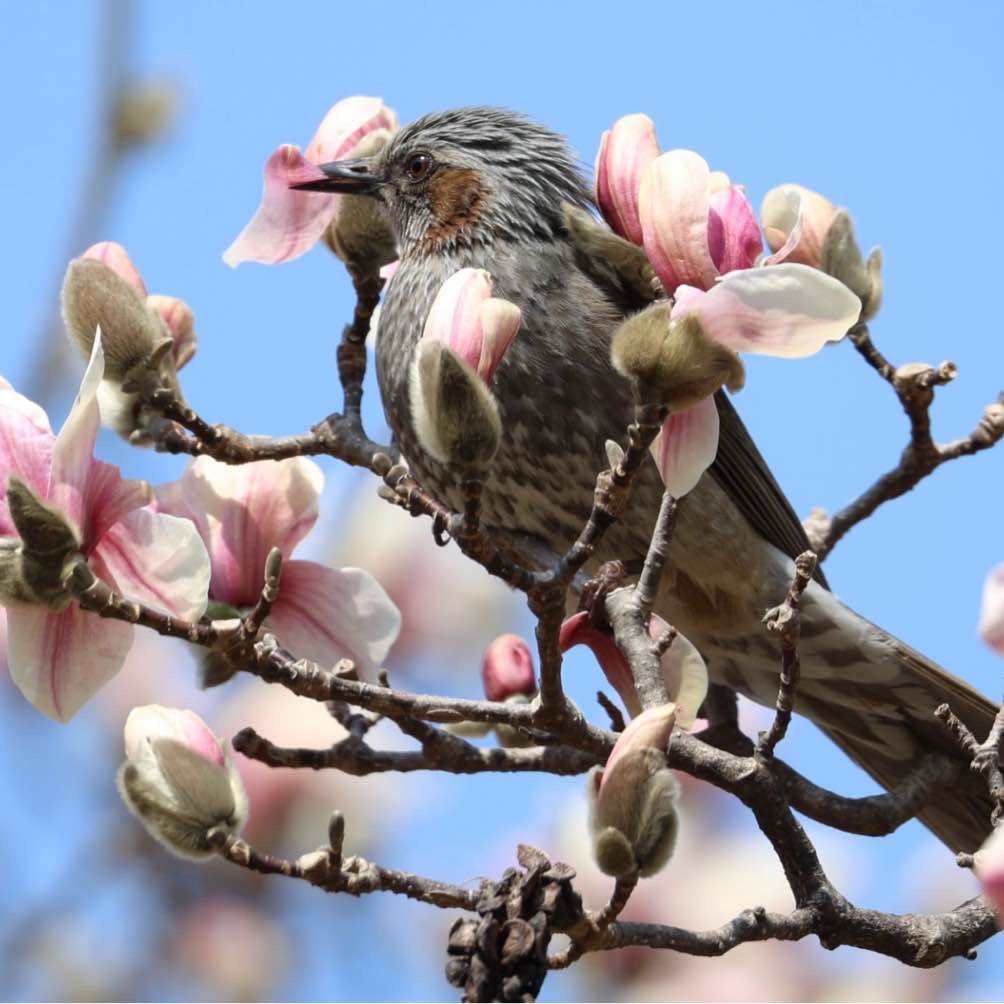 천리포수목원의 새