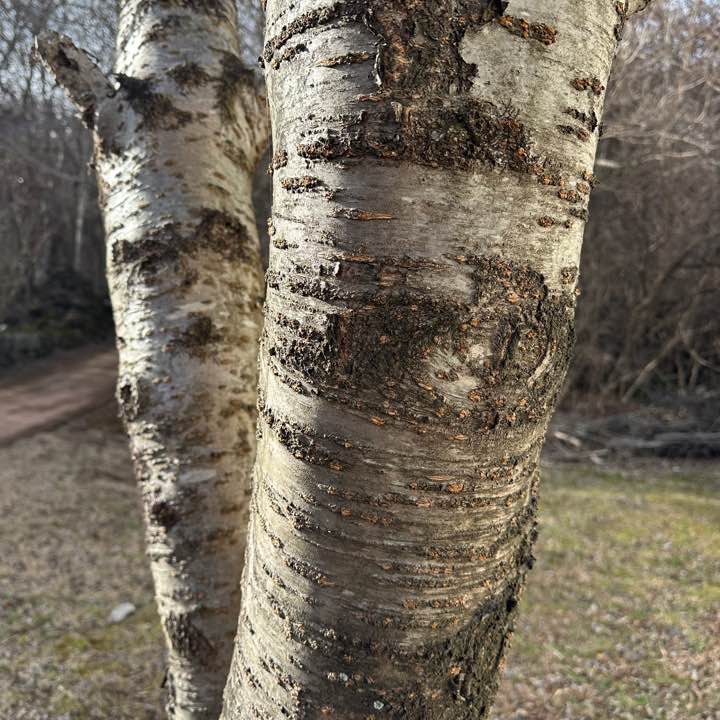 2026 겨울나무 겨울눈