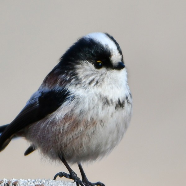 한밭수목원의 생물 모니터링