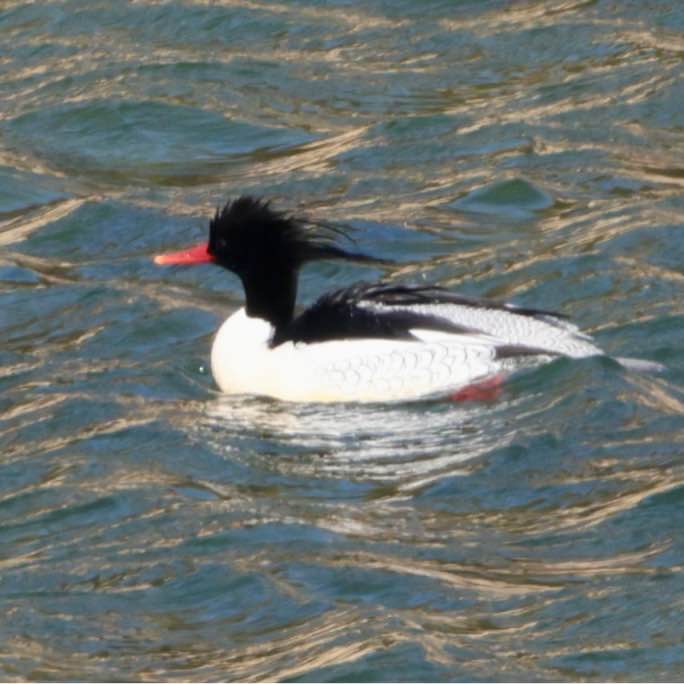 호사비오리 전국 동시조사