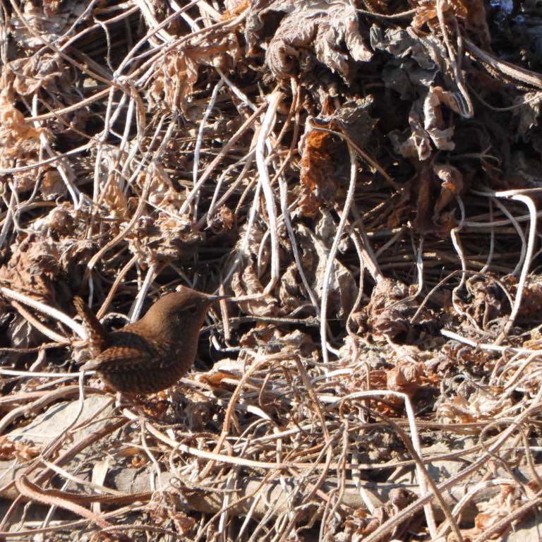 불광천에서 만난 새