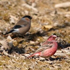탐조원정대 탐조기록