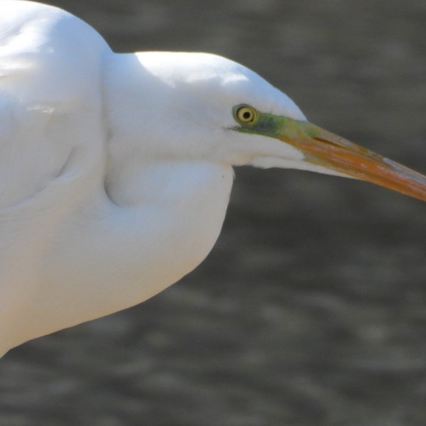 경기도 용인의 새