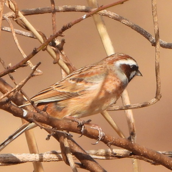 나혼자조사 원동천2026