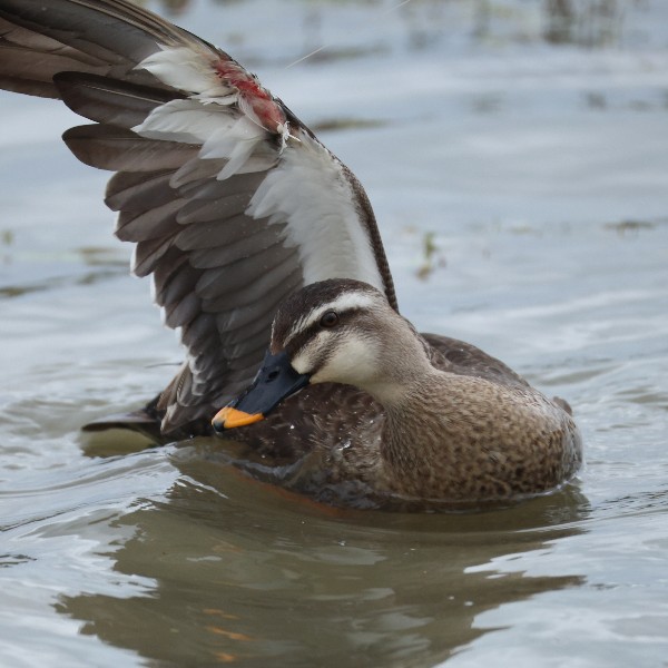 미나리밭 그물에 걸린 생물