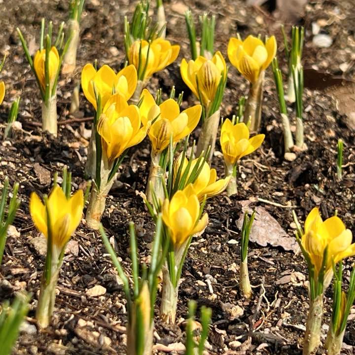 신구대 식물원 탐구생활