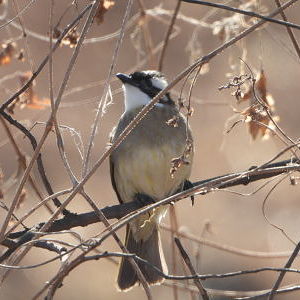 강화 동주농장의 새들