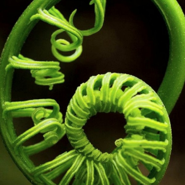 식물생태아카이브팀