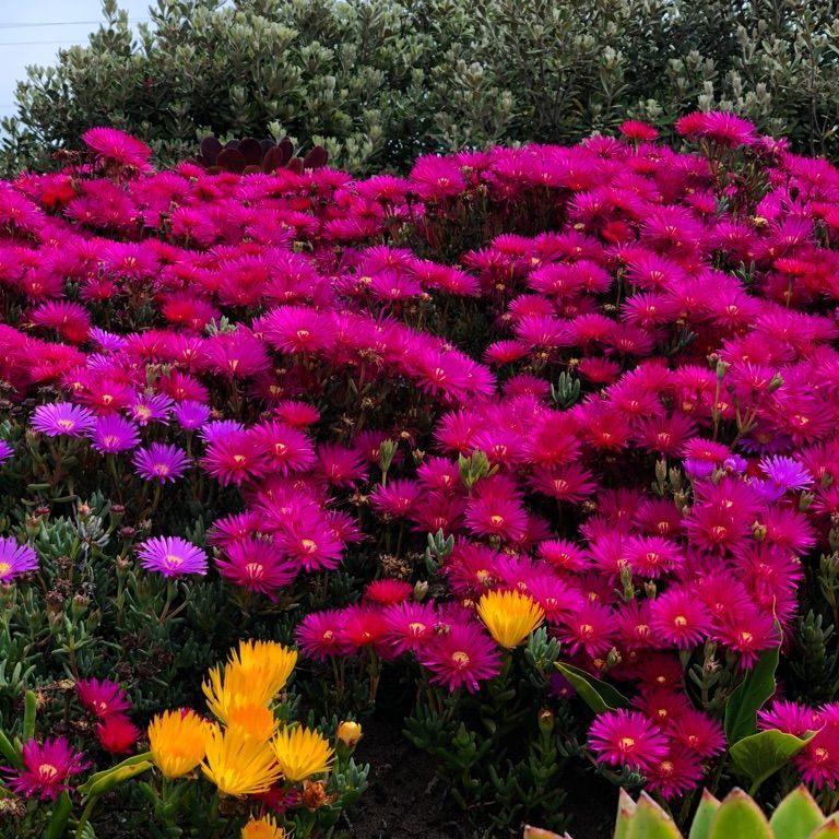 과카몰리
