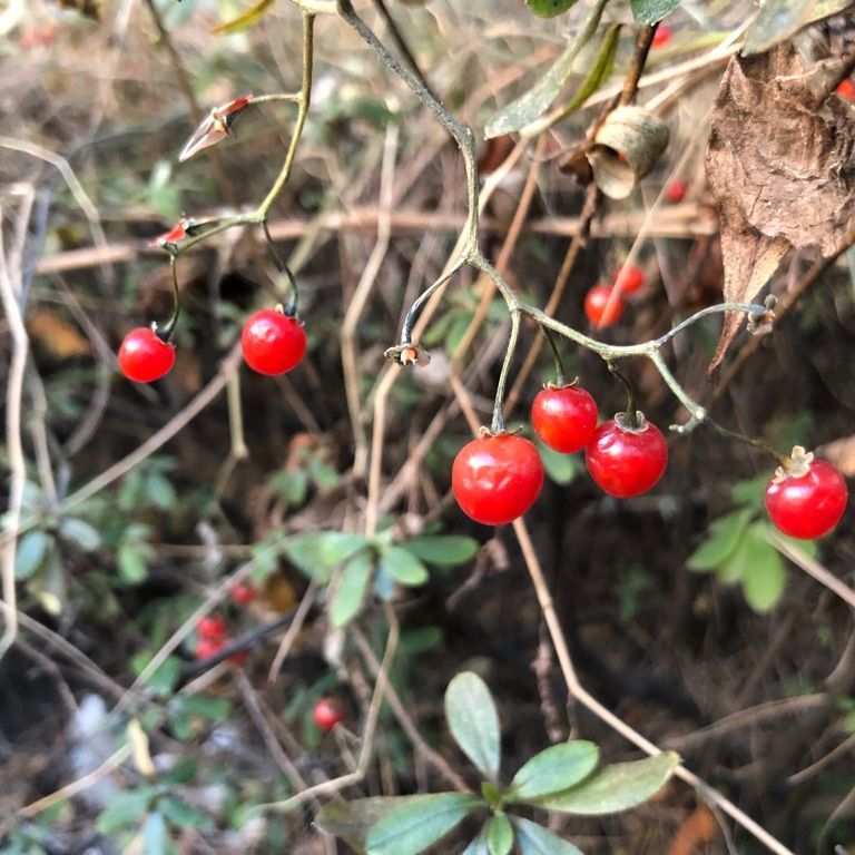 고니