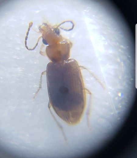 꼬마노랑먼지벌레