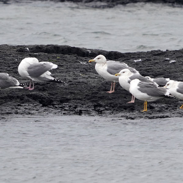 작은노랑발갈매기