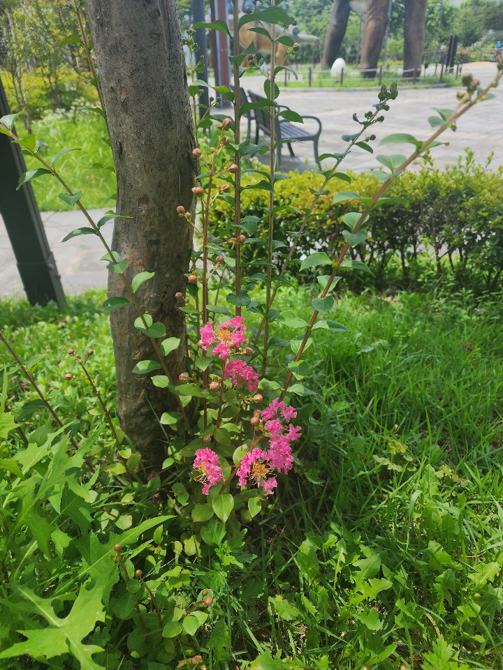 양경애