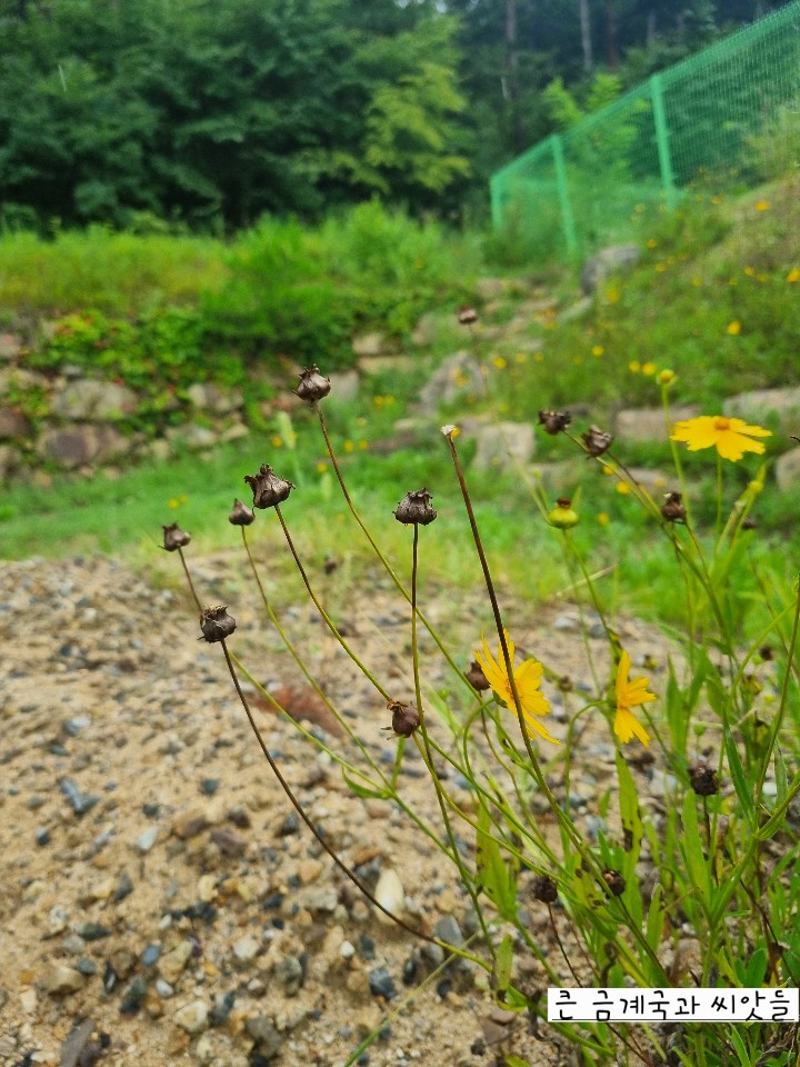 채윤이 (식물팀)